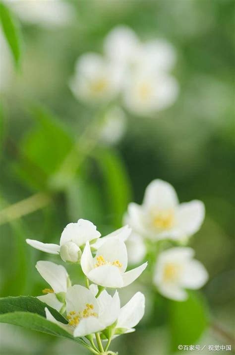 茉莉花種植|茉莉花如何種植